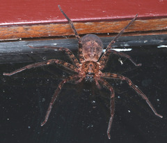 Heteropoda longipes