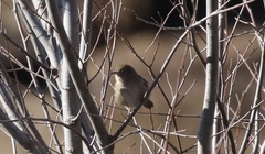 Troglodytes aedon