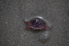 Platyxanthus orbignyi