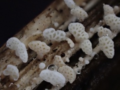 Panellus minimus