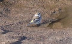 Setophaga coronata