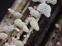 Panellus minimus