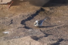 Setophaga coronata