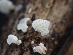 Panellus minimus