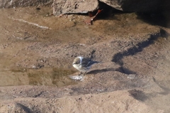 Setophaga coronata