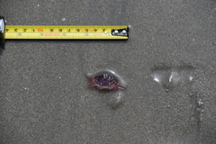 Platyxanthus orbignyi