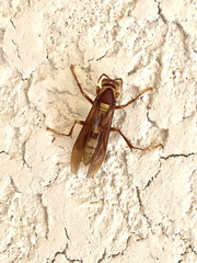 Polistes carnifex