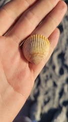 Dallocardia muricata