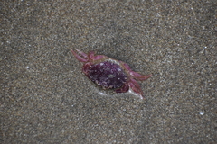 Platyxanthus orbignyi