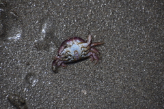 Platyxanthus orbignyi