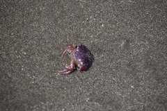 Platyxanthus orbignyi