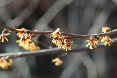 Hamamelis vernalis