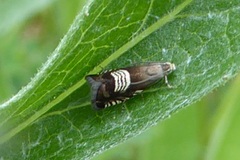 Grapholita compositella