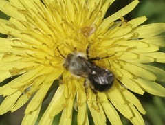 Osmia bucephala