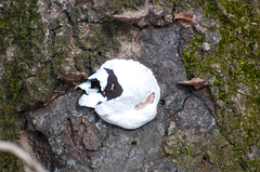 Reticularia lycoperdon