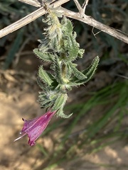 Echium angustifolium