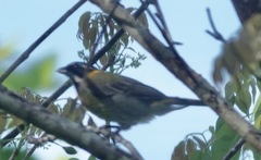 Spindalis portoricensis