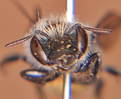 Osmia distincta
