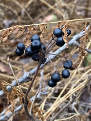 Viburnum acerifolium