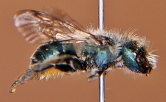 Osmia distincta