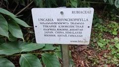Uncaria