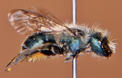 Osmia distincta