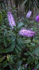 Veronica × andersonii