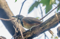 Pterorhinus pectoralis