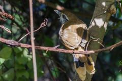 Pterorhinus pectoralis