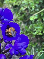 Amegilla bombiformis