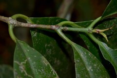 Garcinia warrenii