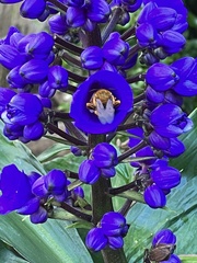 Amegilla bombiformis