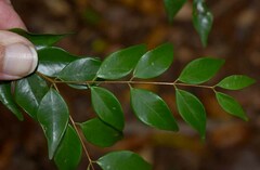 Syzygium luehmannii
