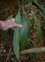 Cordyline cannifolia