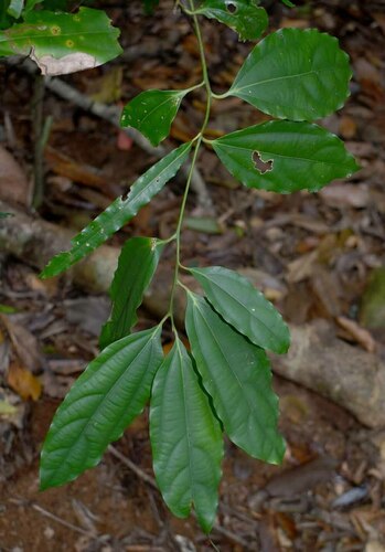 Cryptocarya grandis, 2022-11-05
