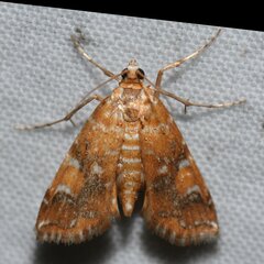 Elophila nebulosalis