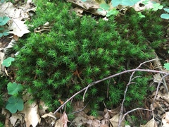 Polytrichum formosum