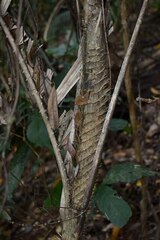 Calamus moti
