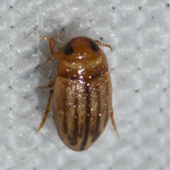 Neobidessus pullus floridanus