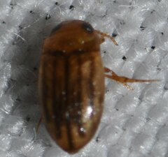 Neobidessus pullus floridanus