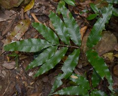 Lastreopsis poecilophlebia