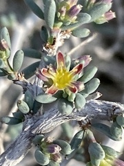 Gymnocarpos decander
