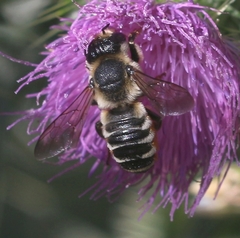 Megachile albisecta