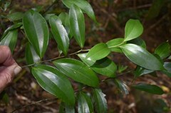 Cryptocarya laevigata