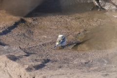 Setophaga coronata