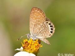 Brephidium pseudofea