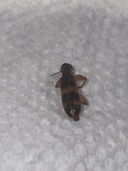 Cymatodera undulata