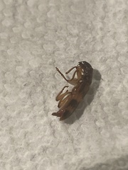 Cymatodera undulata
