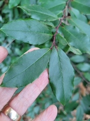Prunus caroliniana