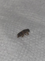 Cymatodera undulata